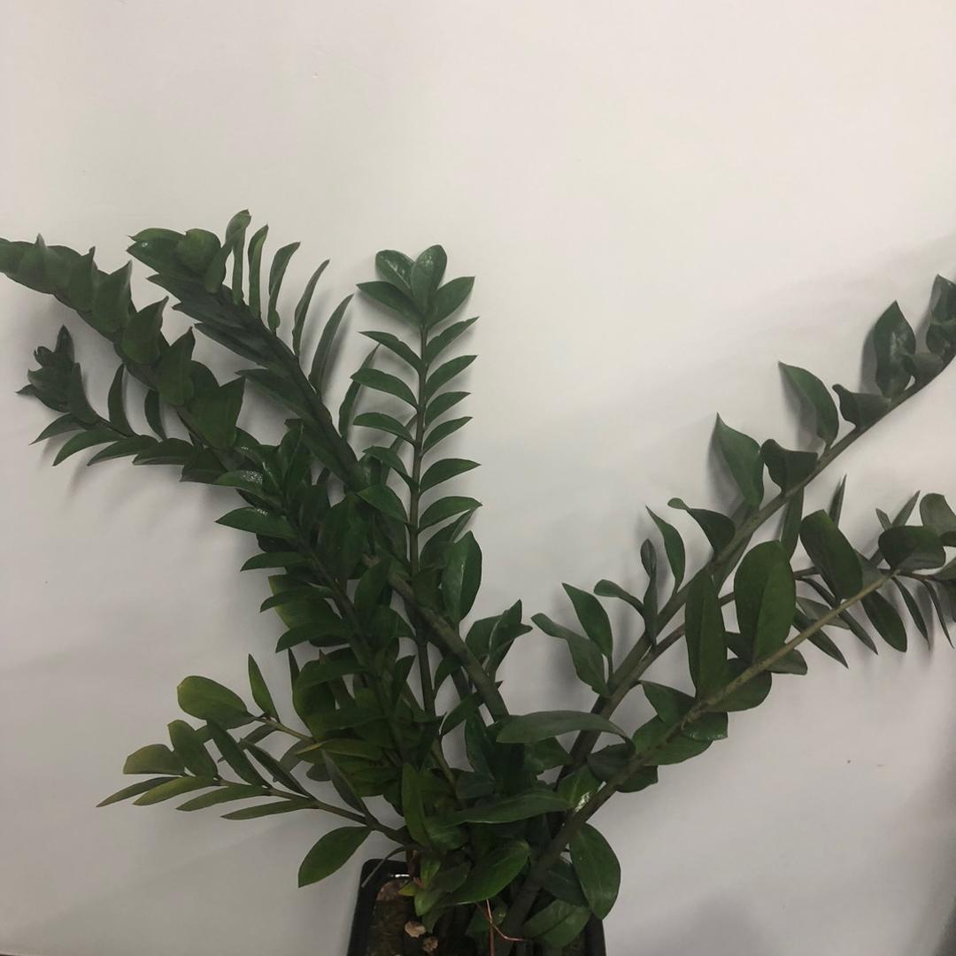 依美好物推荐