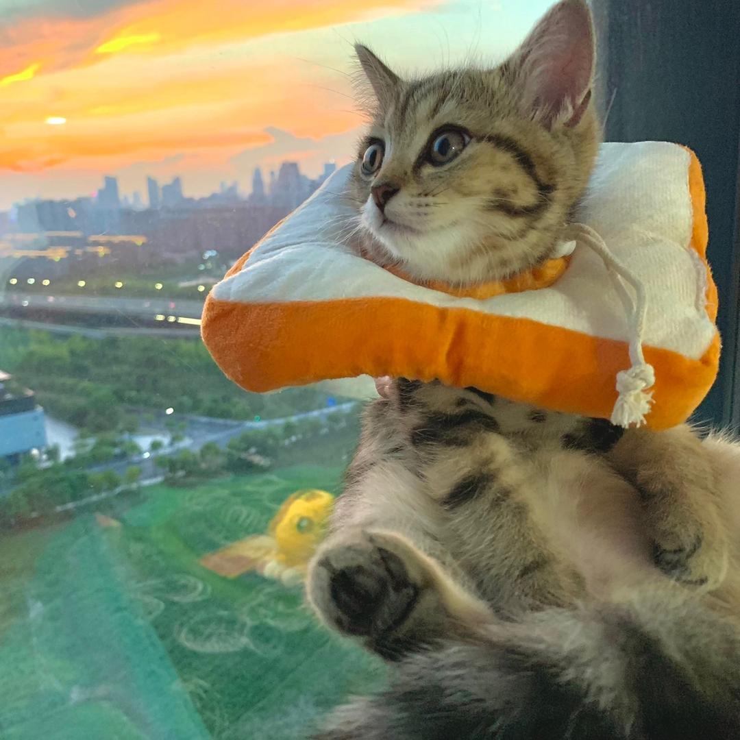 虎头虎脑小Eva🐯