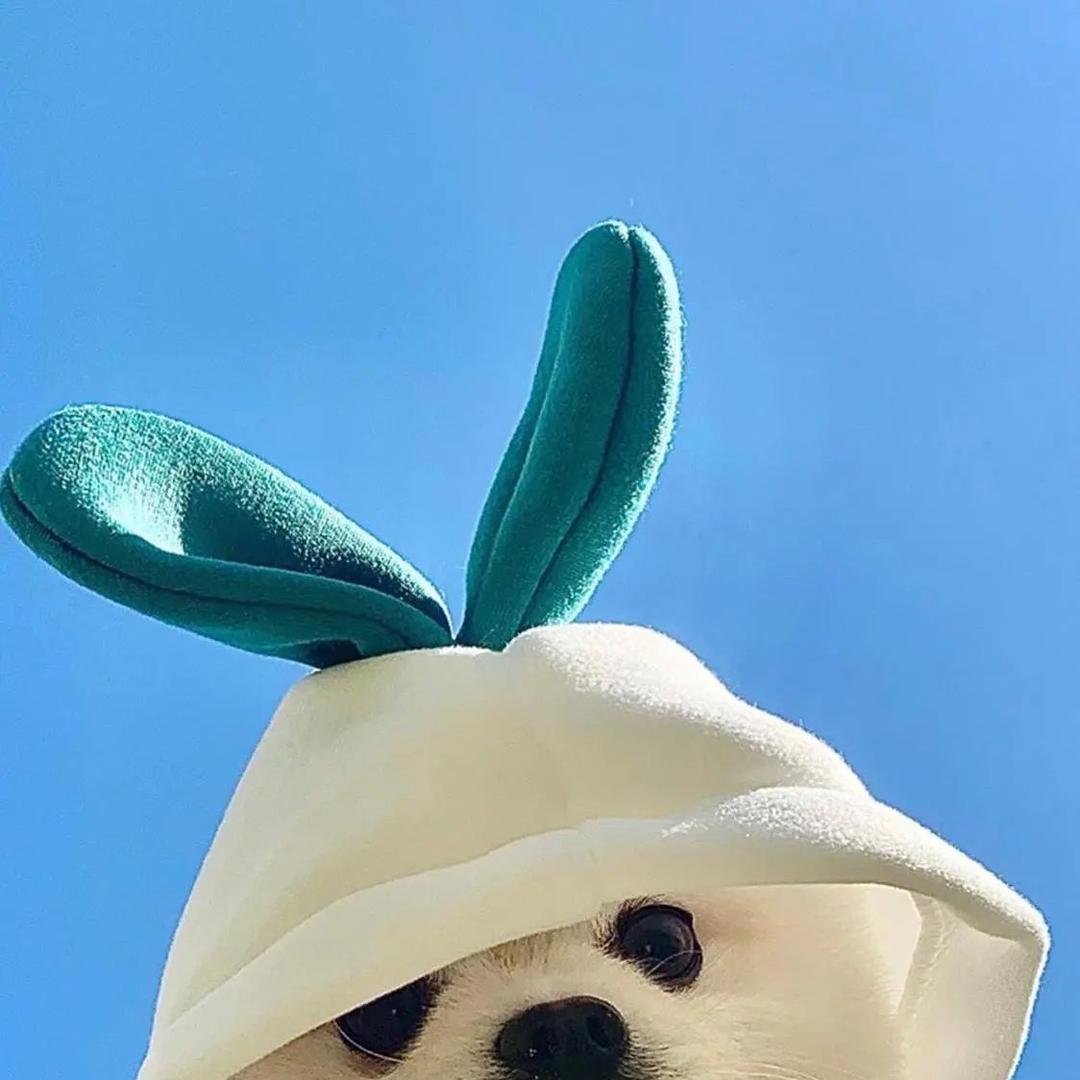 不吃香菜🍀