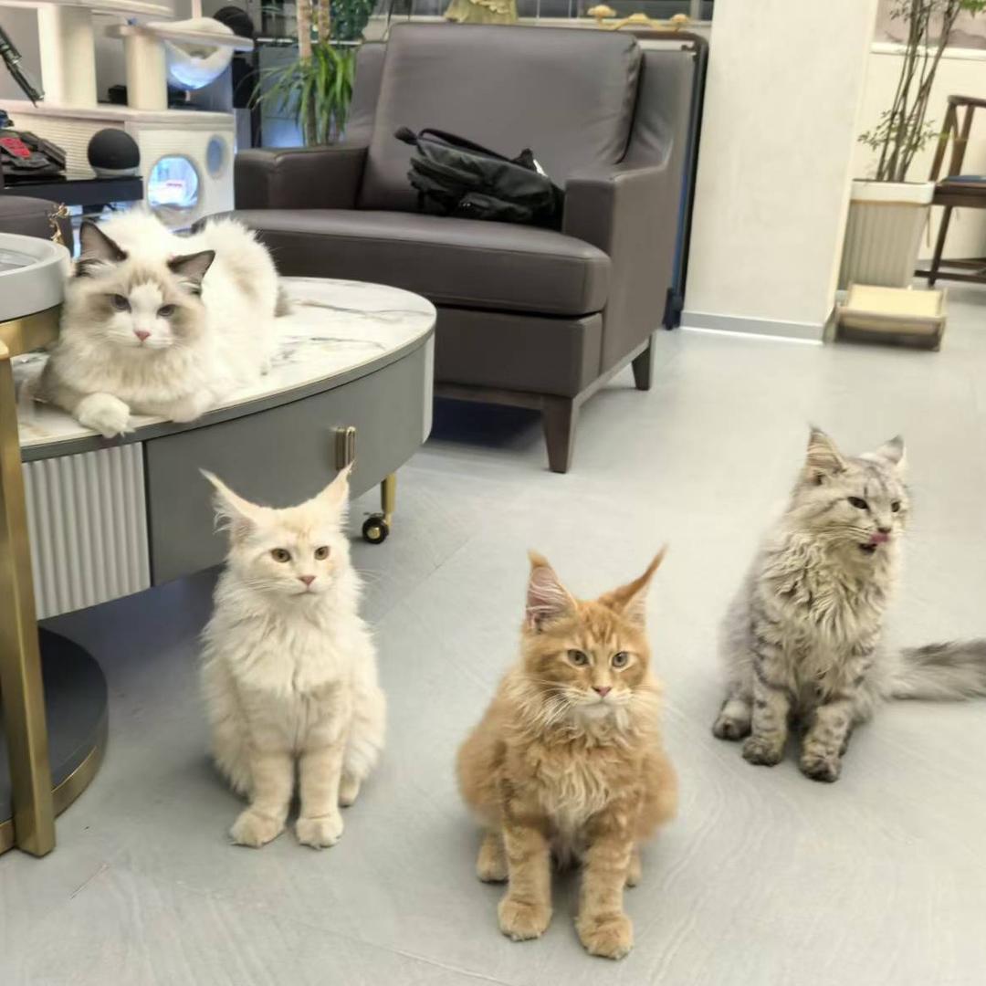摸鱼的猫