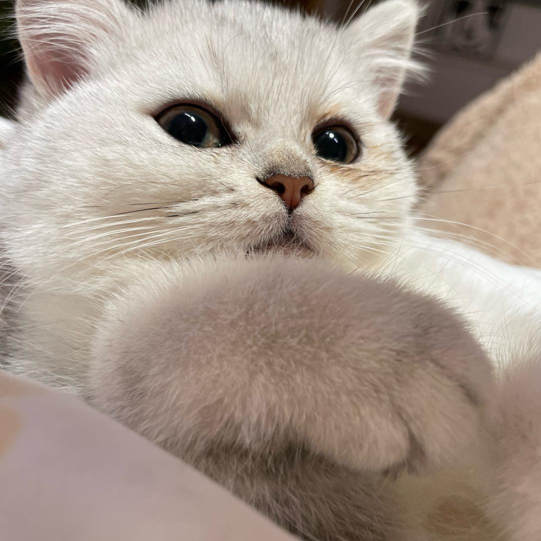 贝贝的宅家玩乐记