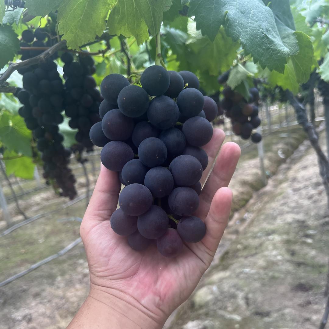鹿原农场巨峰葡萄