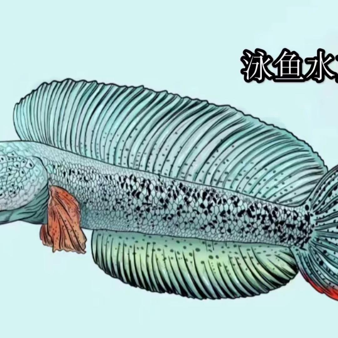 泳鱼水族（直播号）