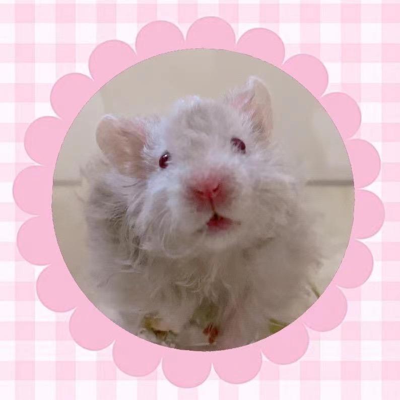 是吱吱的鼠子呀