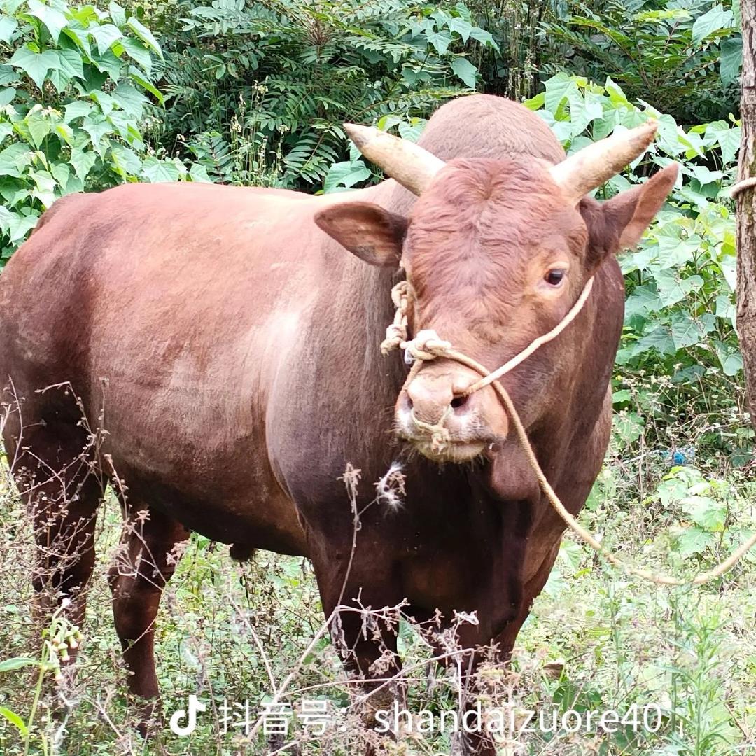 贵州关岭地标黄牛肉批发零售