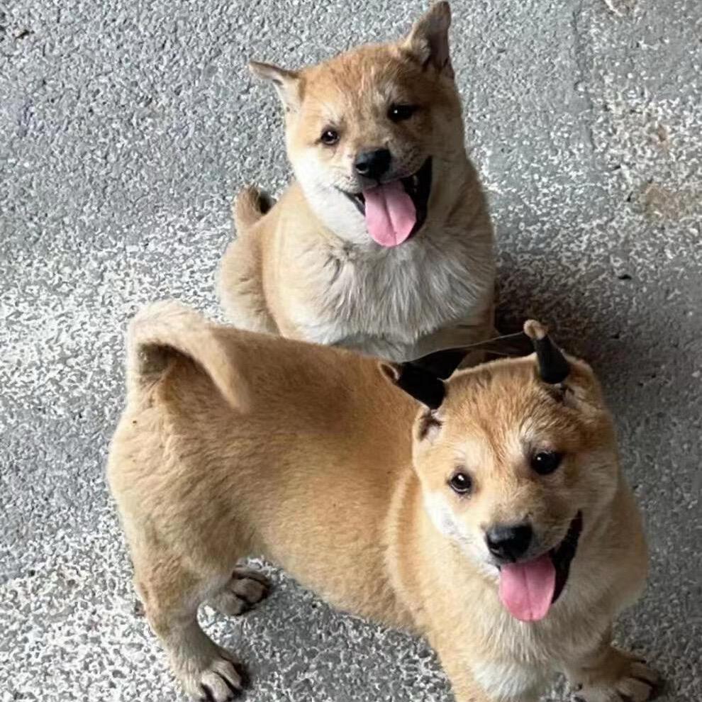 圆圆（白土松）