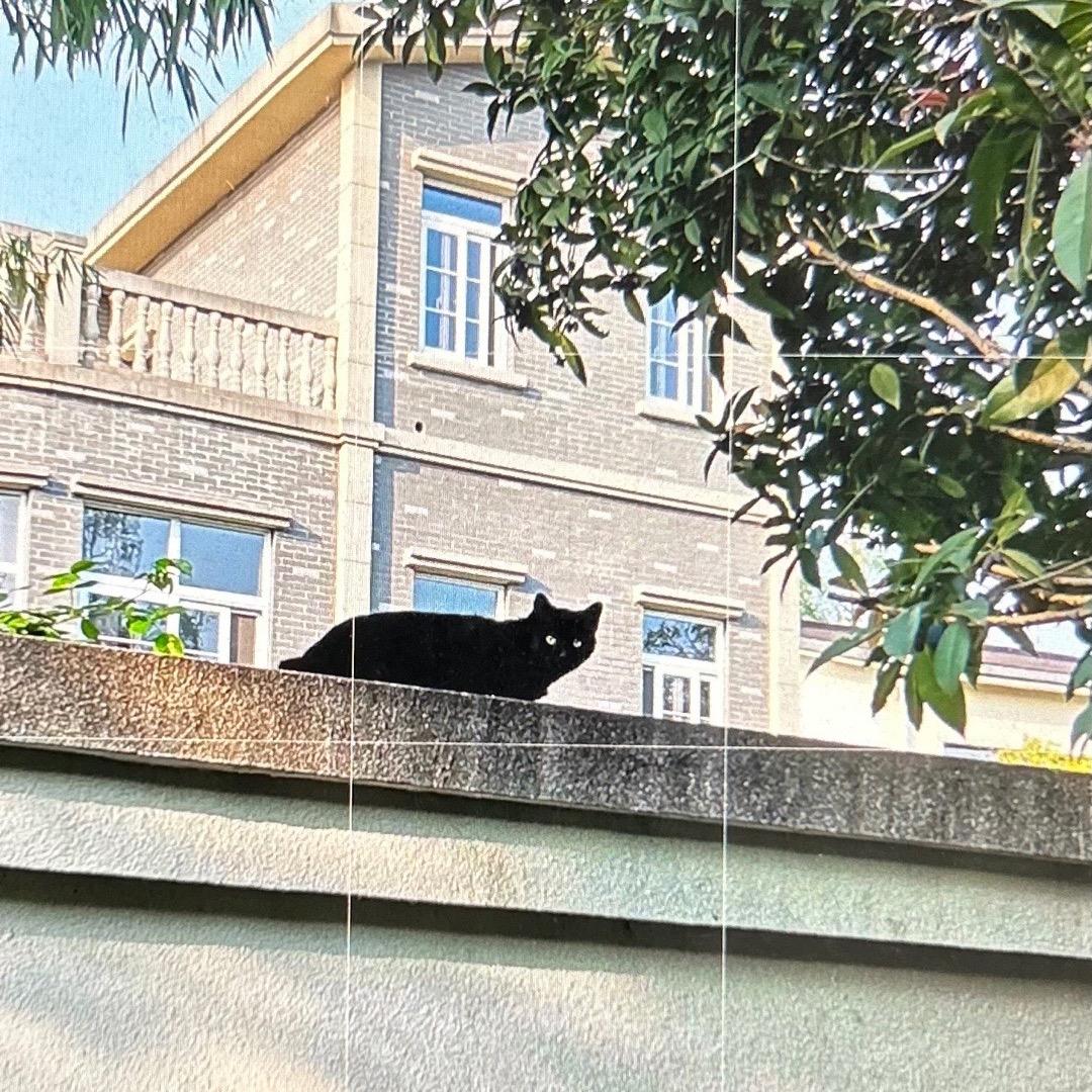 猫画时光