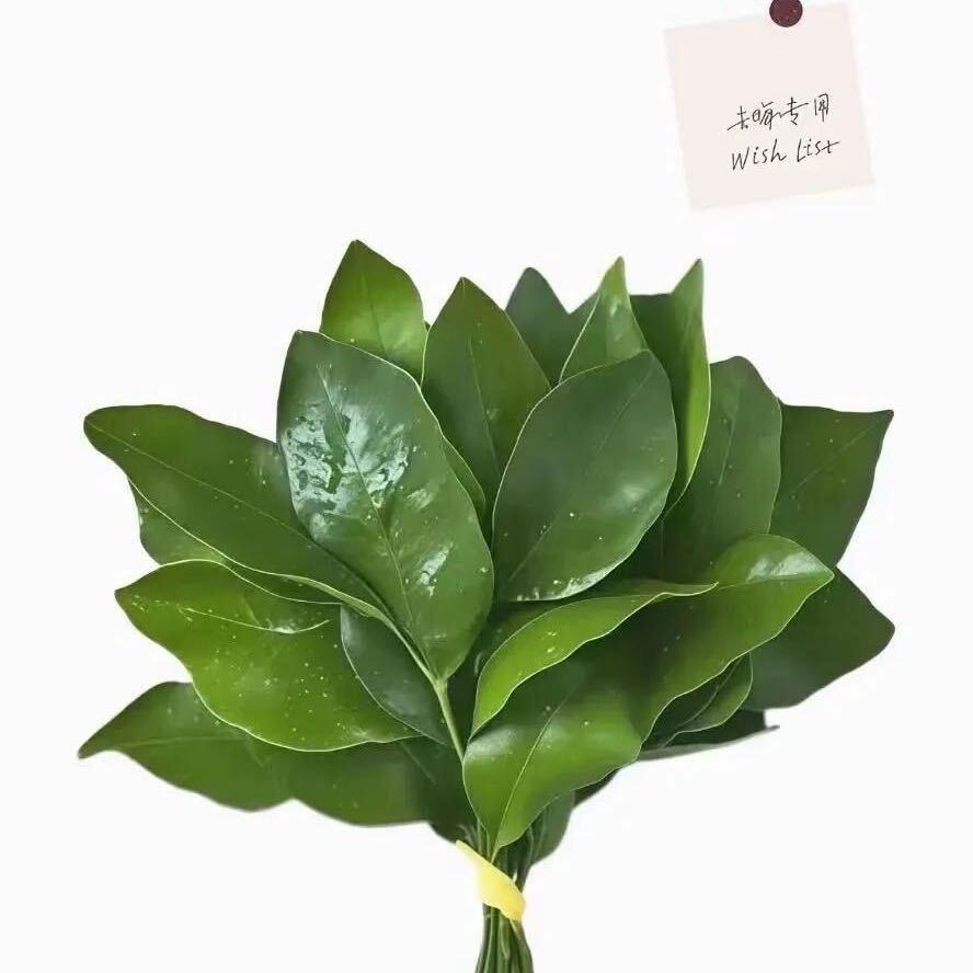 嗨喽