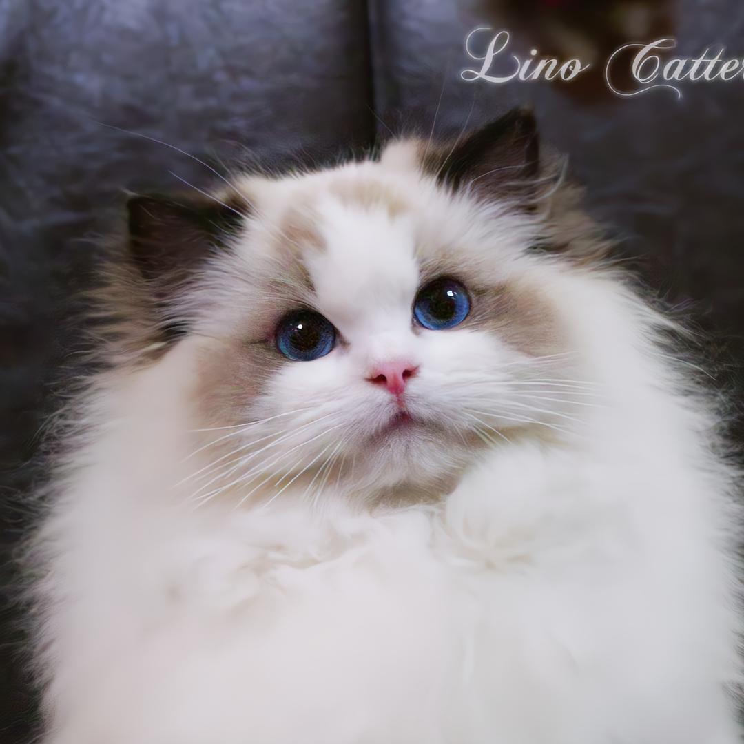 LinoCattery梨落布偶猫舍