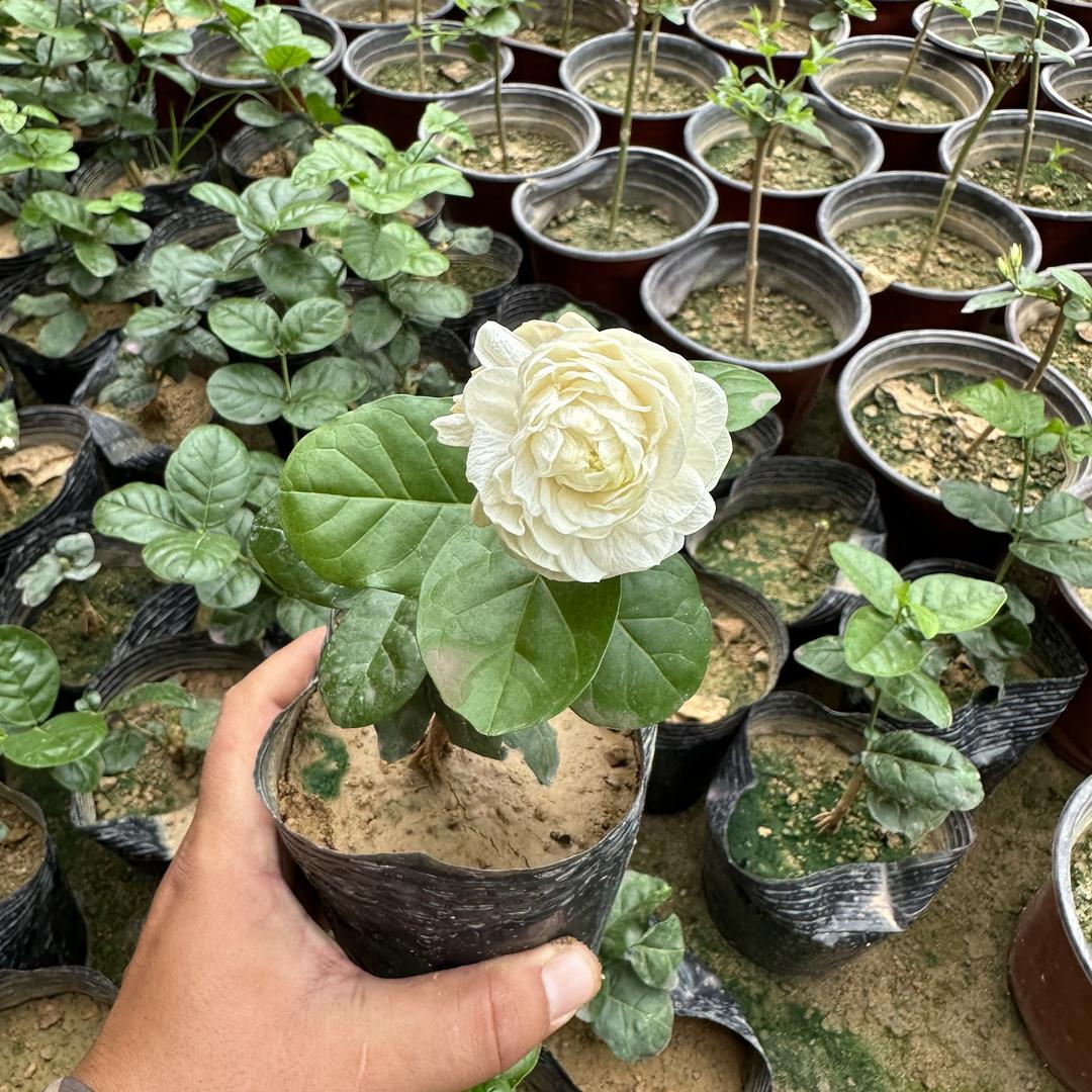 海波花卉种植园