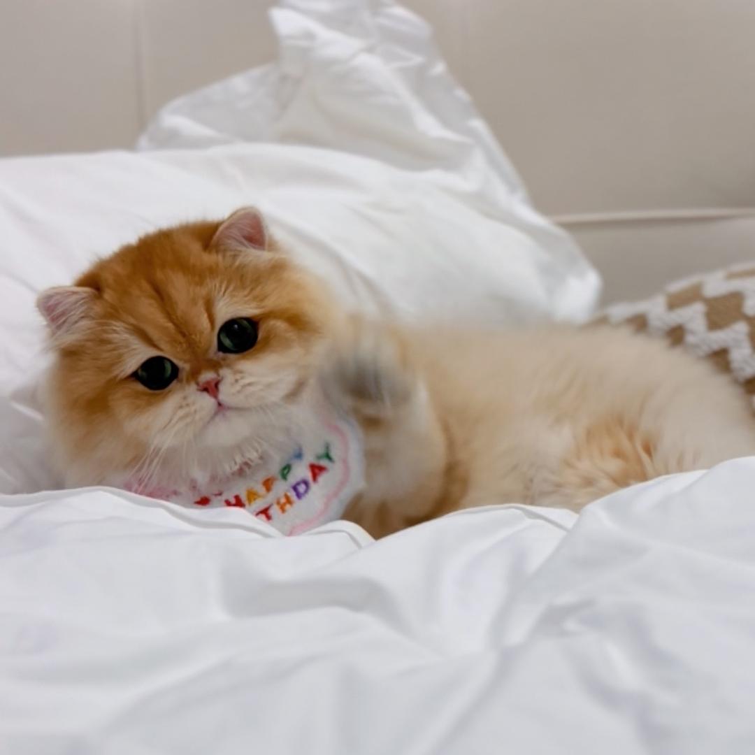 猫在路上