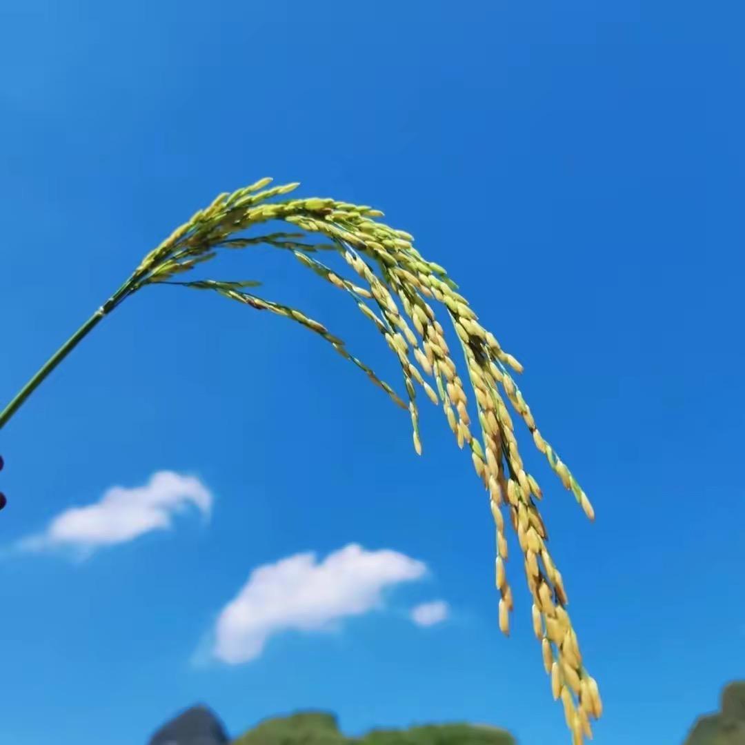 神秘至尊美乐头像