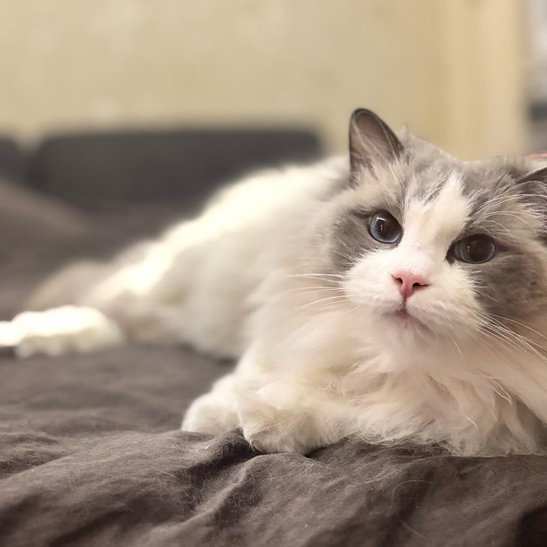 糯米是猫猫呀🐱