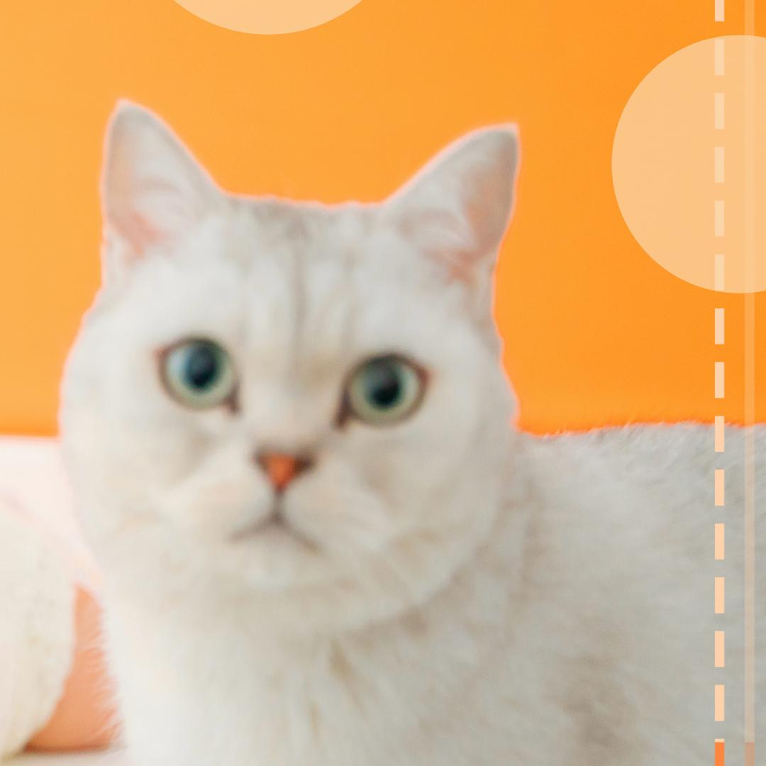 满脑子都是司凤