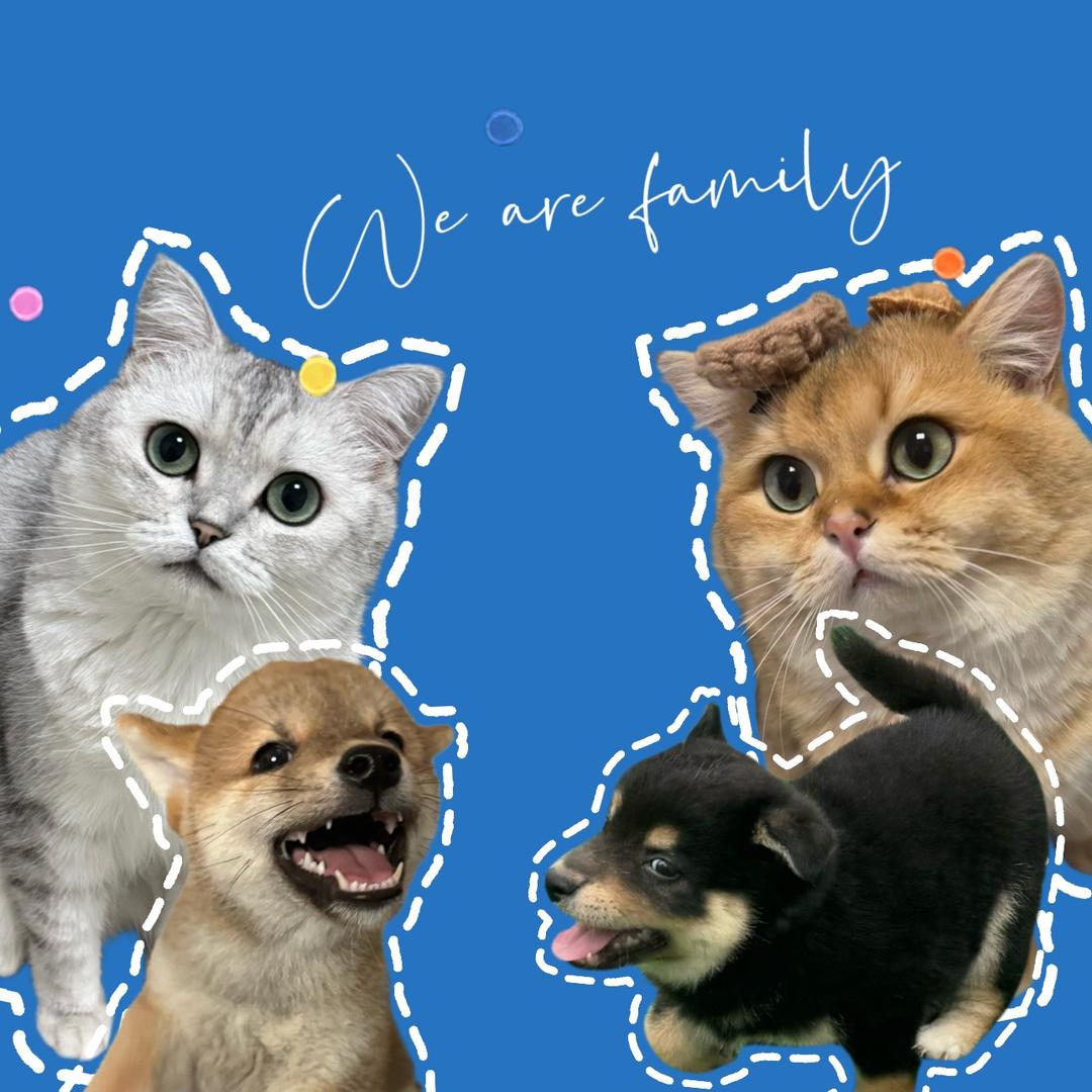 乔豆麻袋小八嘎