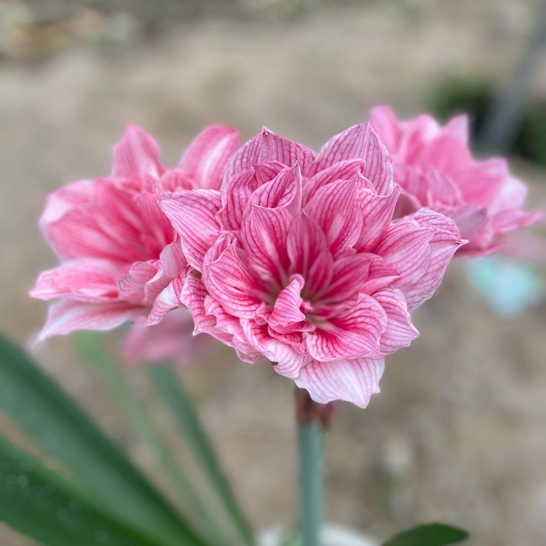 乐繁的朱顶红与虎刺梅