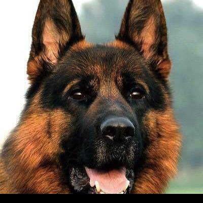 努力养犬妹