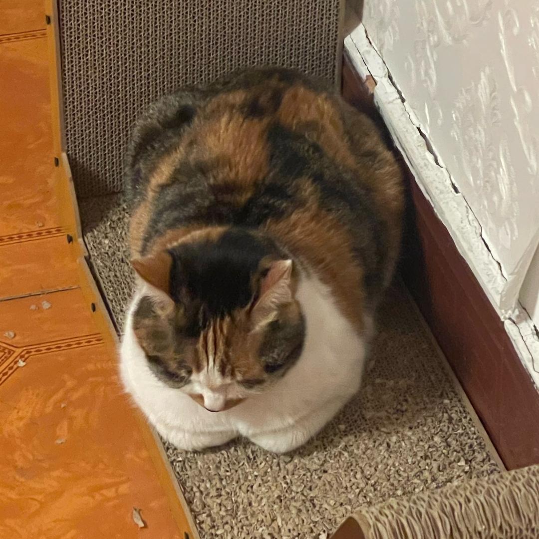 Tom