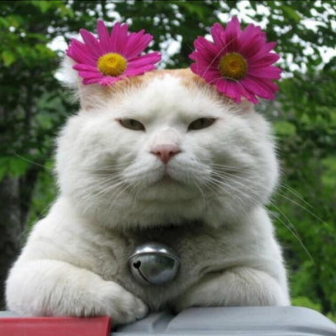 阿猫阿狗.