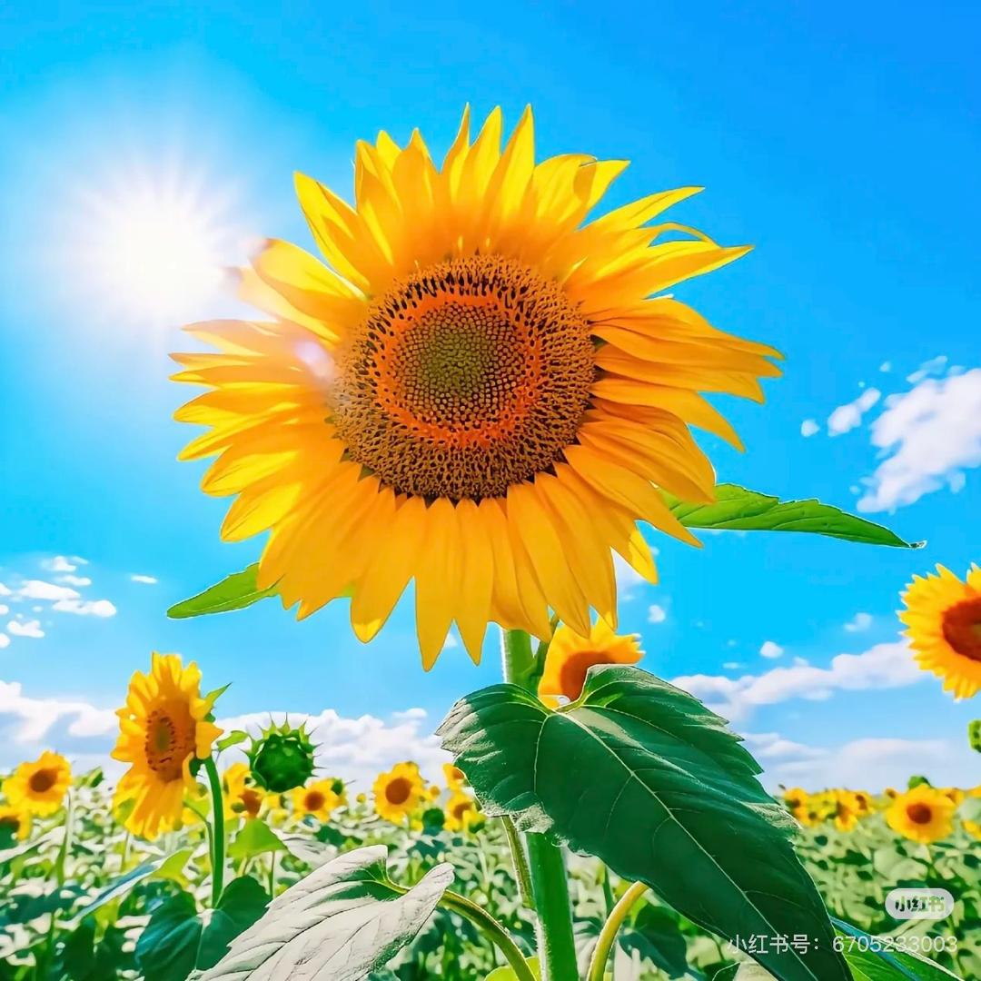 纯牛奶最单纯*-V- *