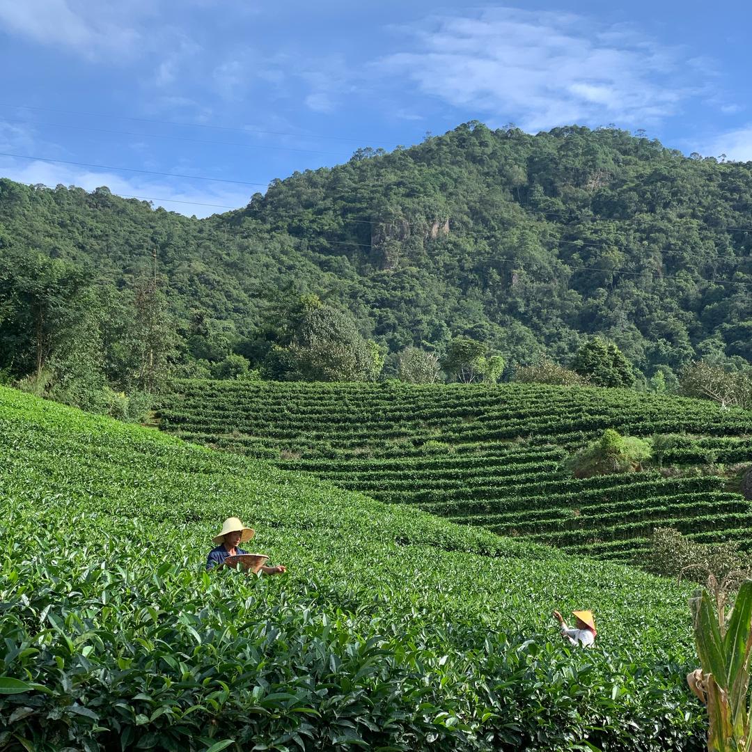 阿奇小子雲南茶叶