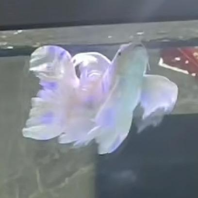 **百鲤888