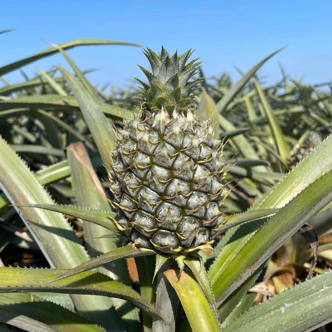 重生之我在阳江做老板