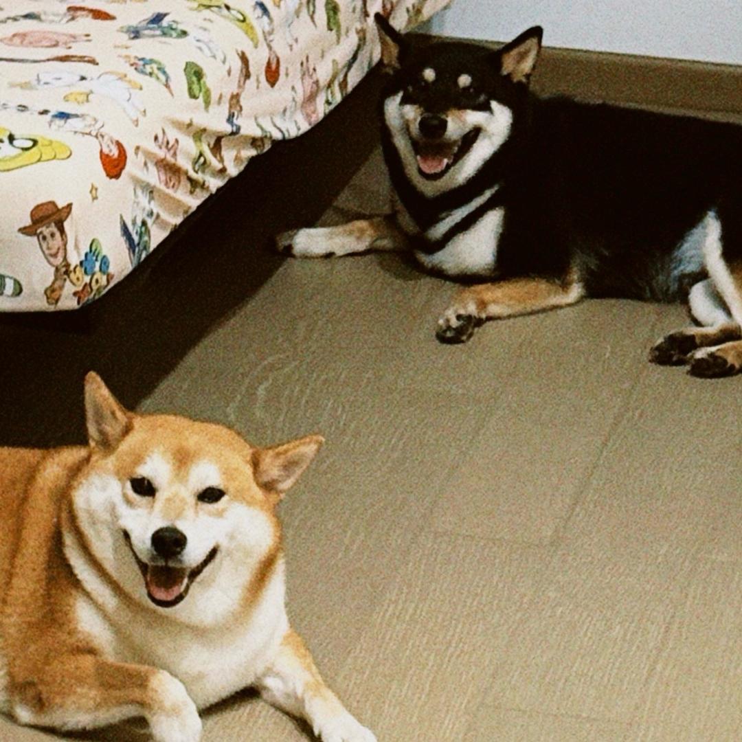 好哩米🐾