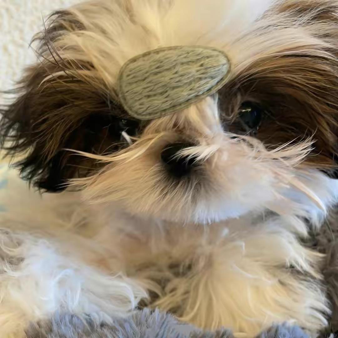 我的猫不爱我