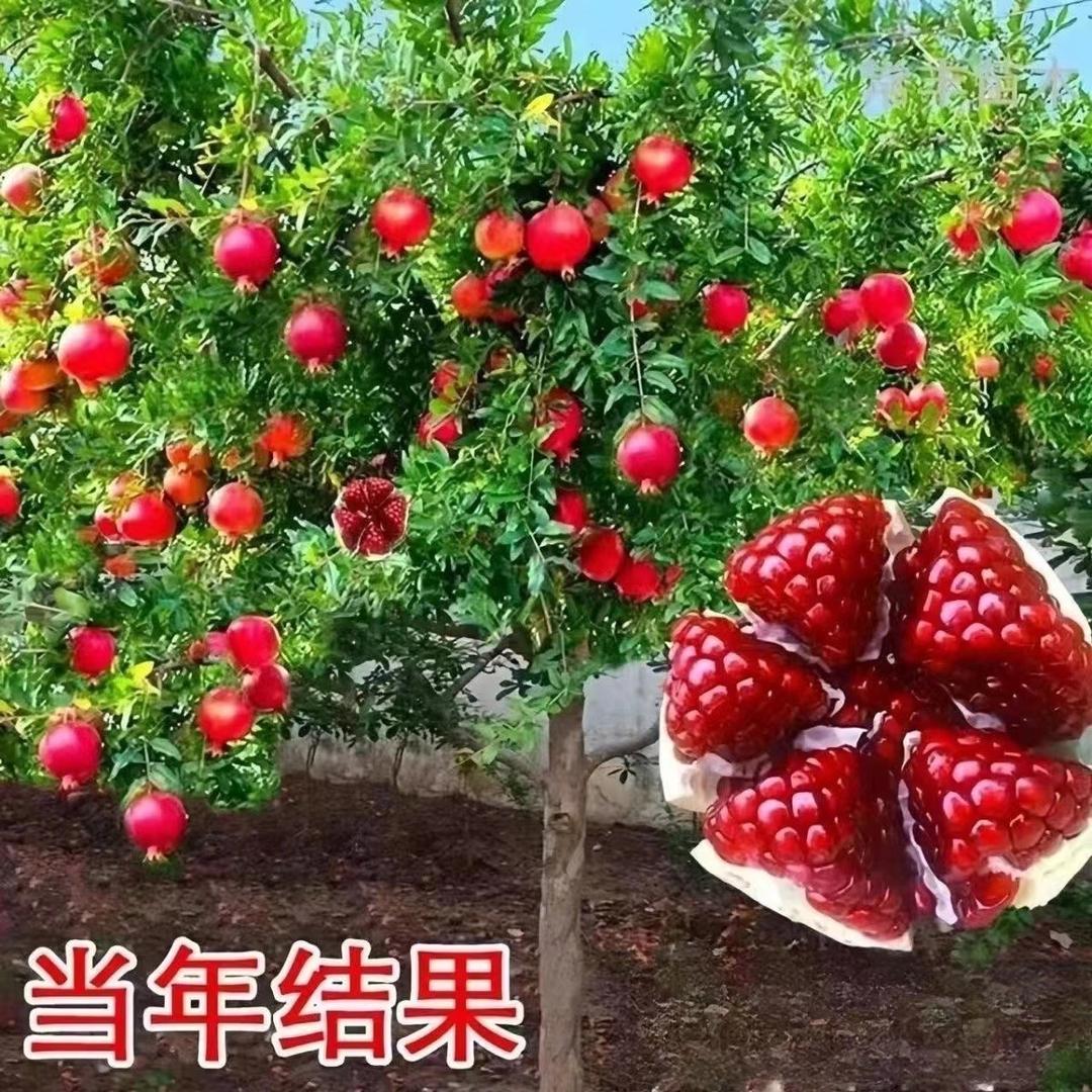 初啸超垚果树苗木专卖店