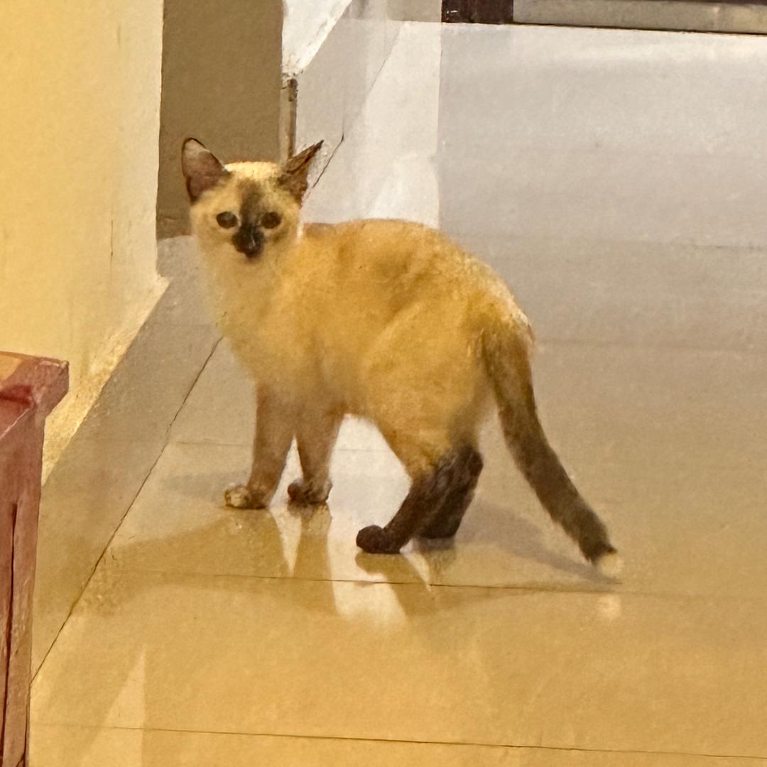 小九