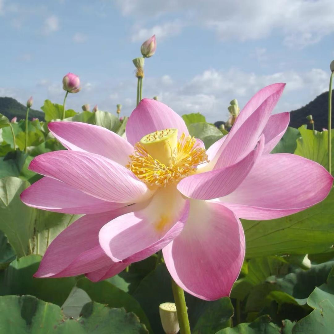 颜荷健康草本饮