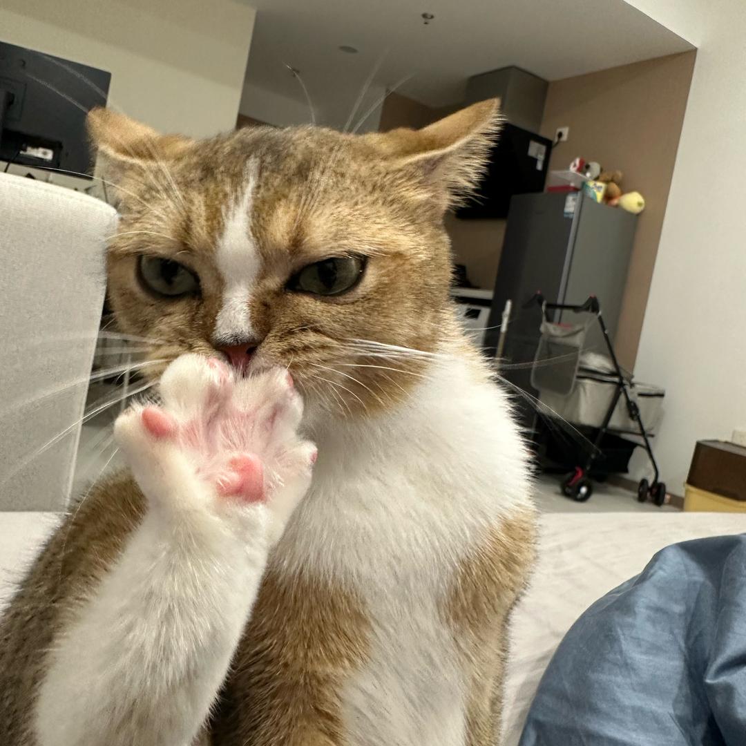 想当美女的暴躁悍妇