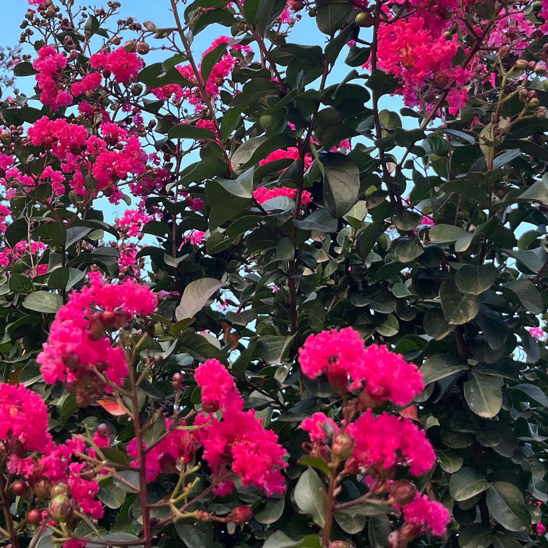 曦贝花卉种植基地