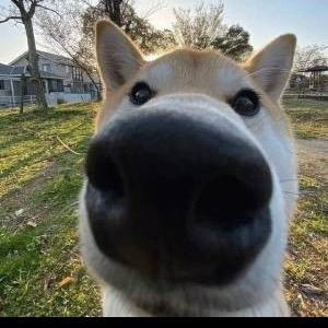 🥕、