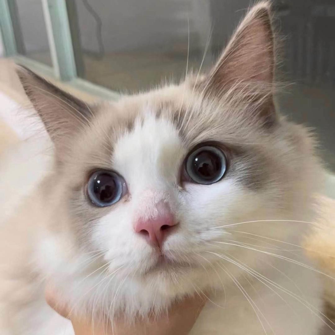 🌈月亮和猫咪都要健康暴富