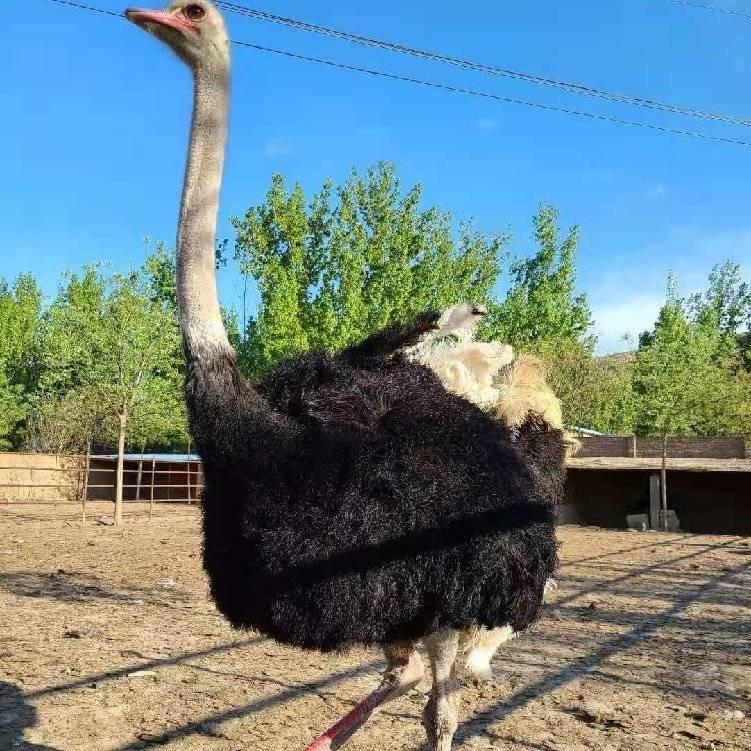 鸵鸟养殖