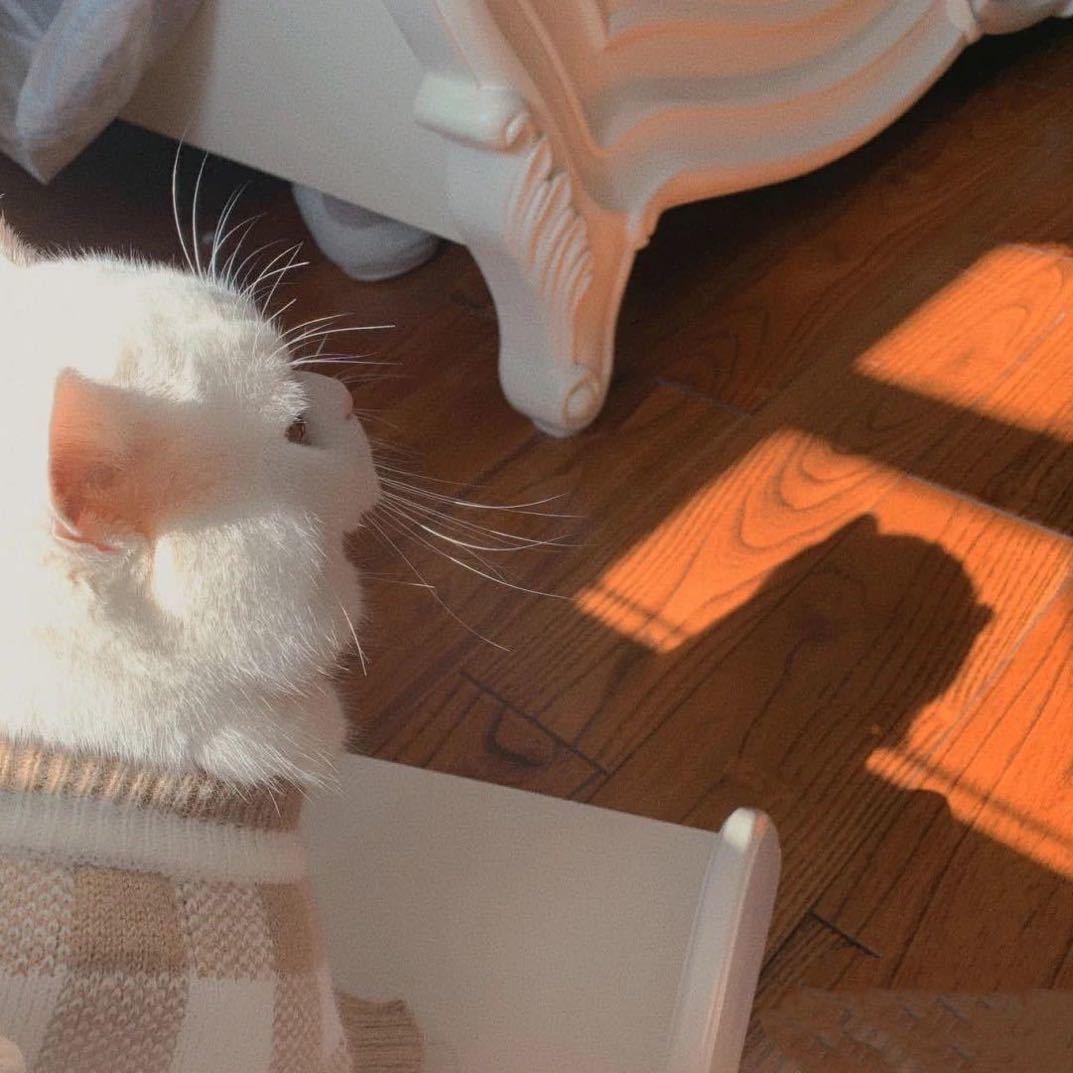 柠檬是只喵喵🐱