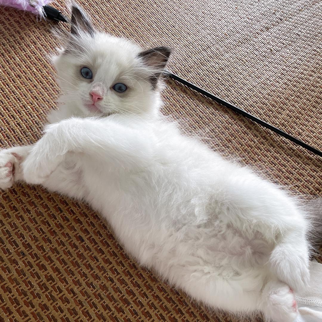 🐷猪猪🐷