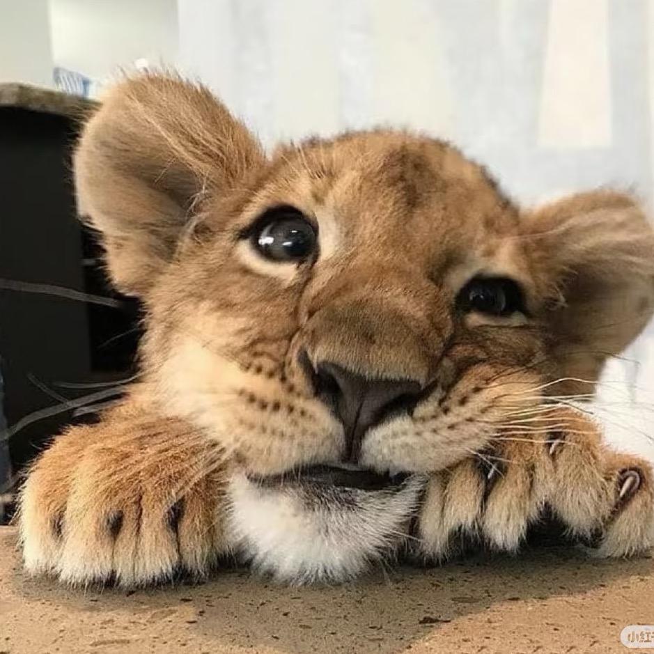 艾蜜莉