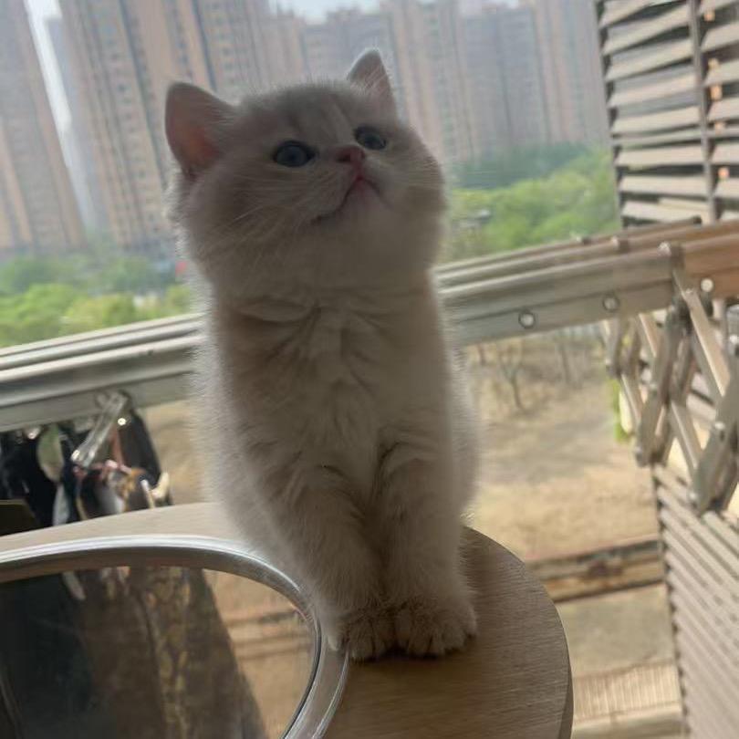 年糕家的汤圆（家庭繁育小猫咪）