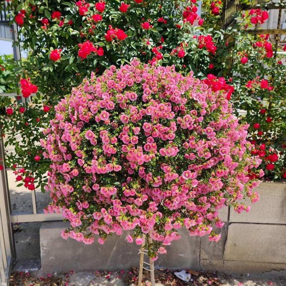 尹尹与花