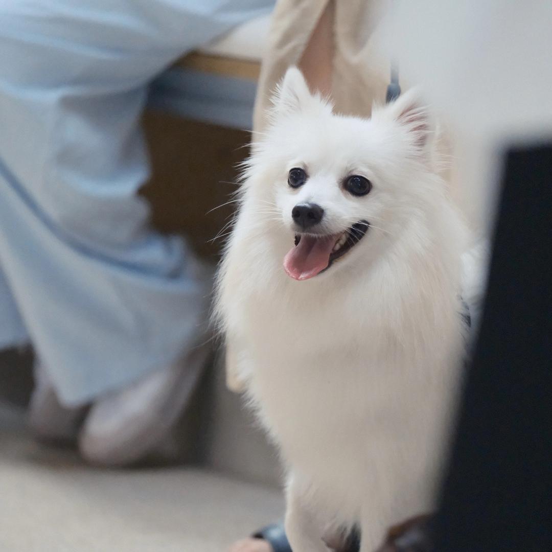 球球是只小银狐