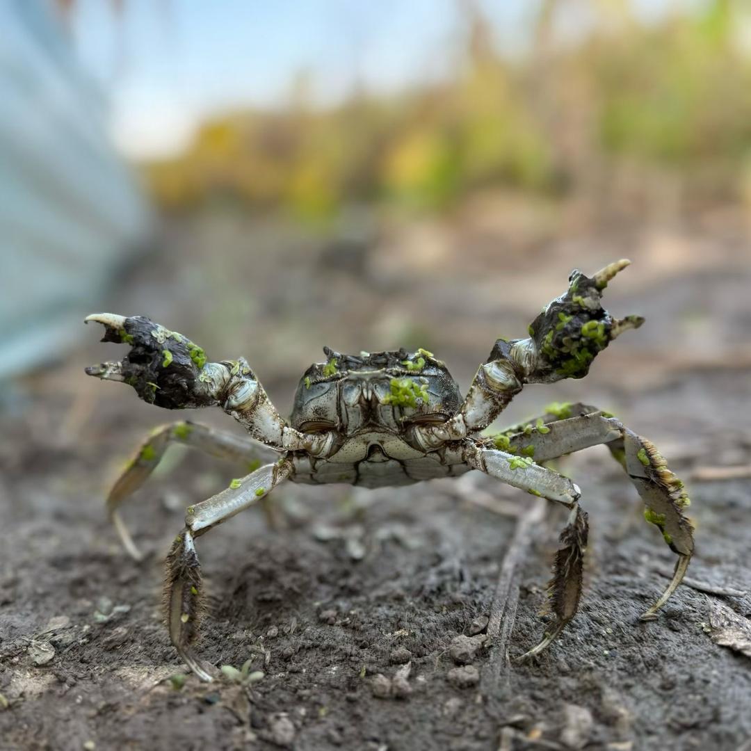 以琳稻田河蟹