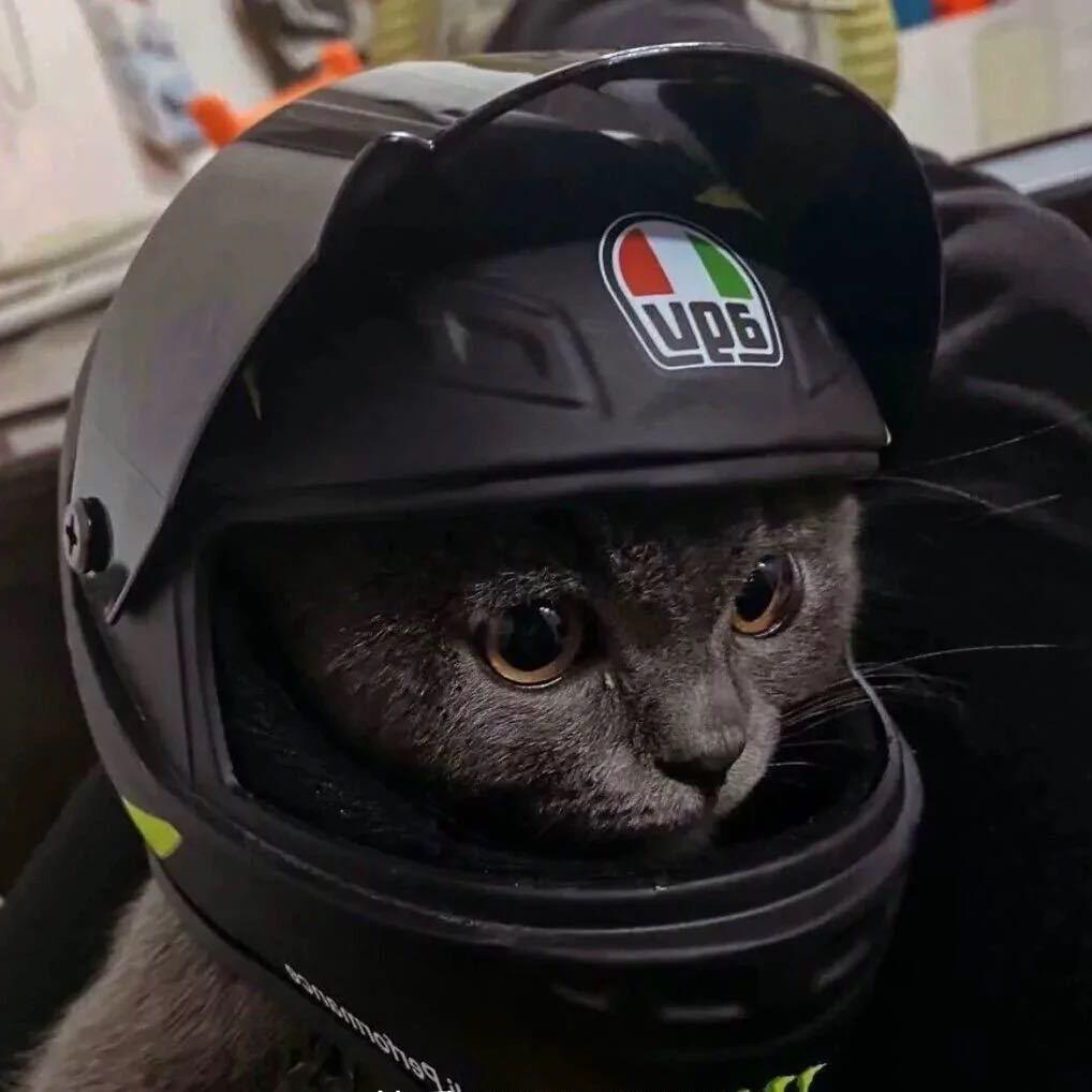 大嘎猴🐒
