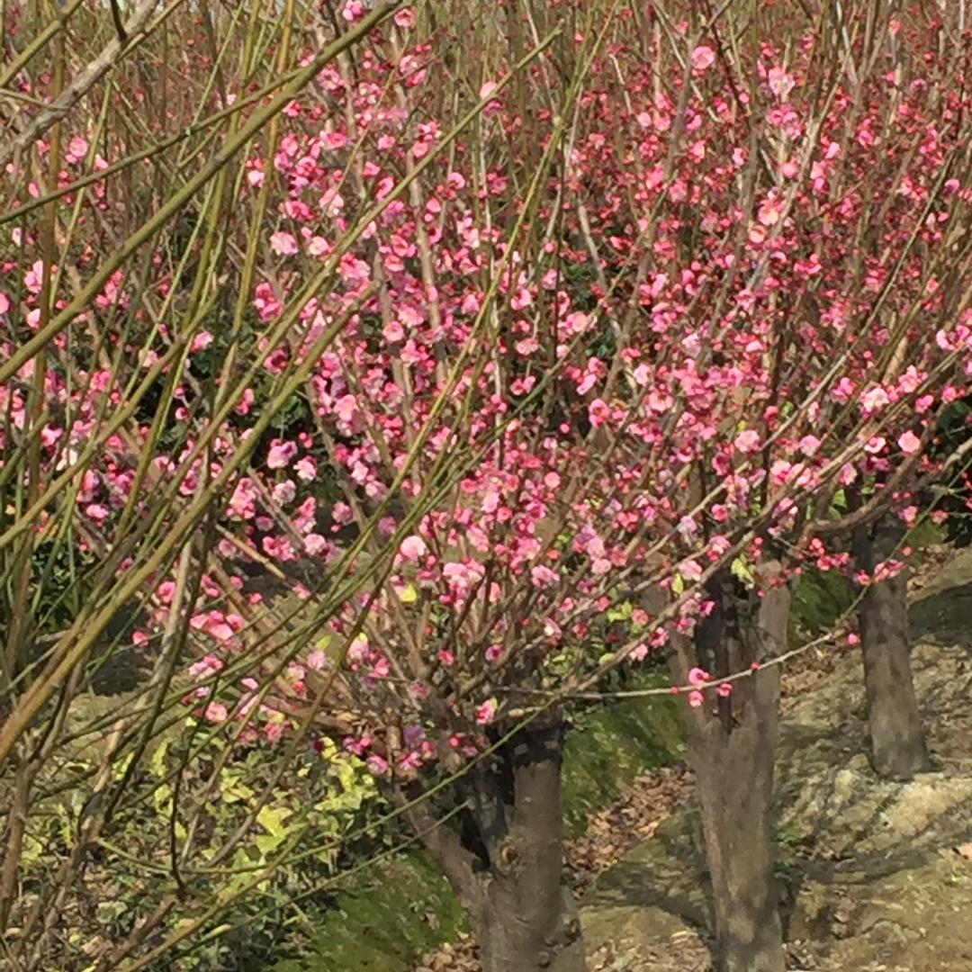 平平淡淡