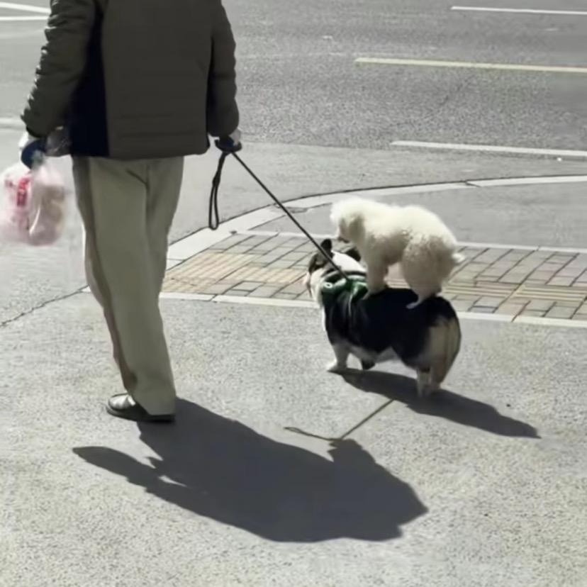 奶昔不含糖