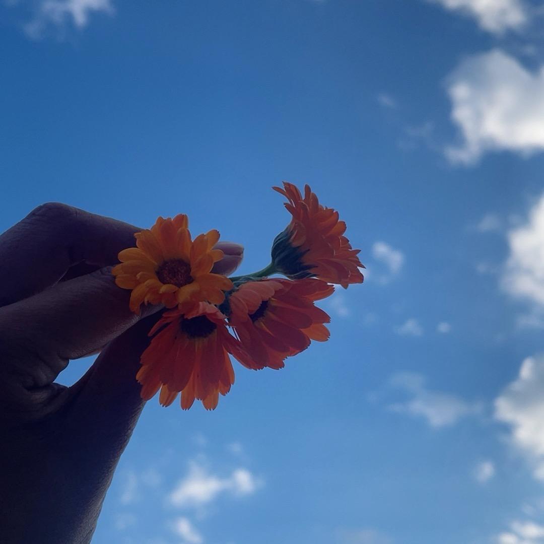 💕阳光下的向日葵🌻