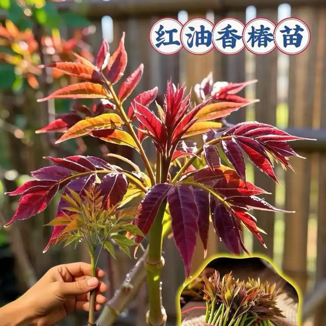 源客行卉棠果树苗木专卖店