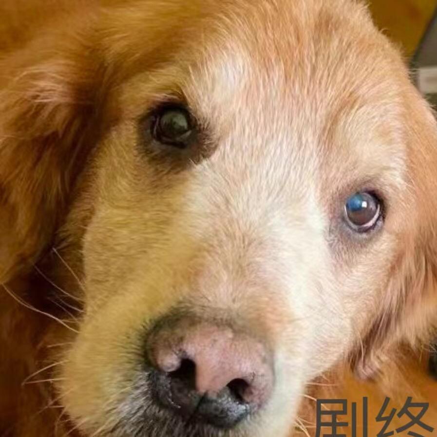 飞羽
